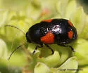 Cryptocephalus quadruplex - photo 2