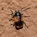 Cryptocephalus quadruplex - photo 3