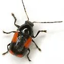 Cryptocephalus quadruplex - photo 4