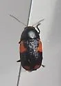 Cryptocephalus quadruplex - photo 5