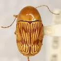 Cryptocephalus quercus