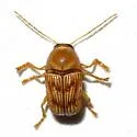 Cryptocephalus quercus - photo 2