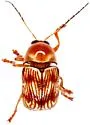 Cryptocephalus quercus - photo 4
