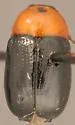 Cryptocephalus sanguinicollis