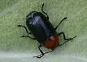 Cryptocephalus sanguinicollis - photo 2