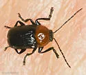 Cryptocephalus sanguinicollis - photo 3