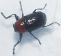 Cryptocephalus sanguinicollis - photo 4
