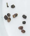 Cryptocephalus sanguinicollis - photo 5