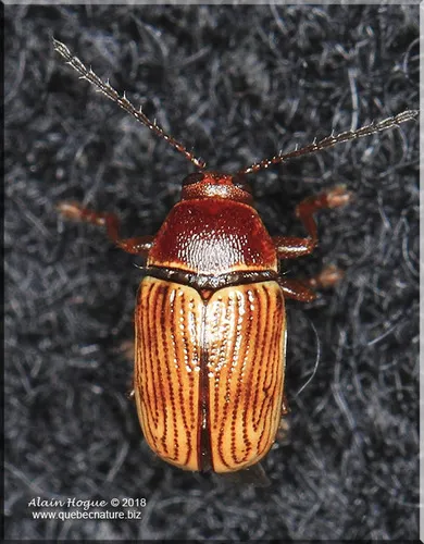 Furrow-necked Cryptocephalus