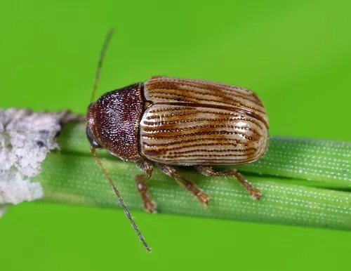 Furrow-necked Cryptocephalus - photo 2