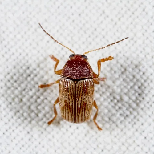 Furrow-necked Cryptocephalus - photo 3