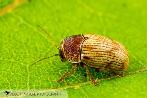 Furrow-necked Cryptocephalus - photo 5