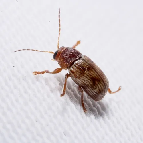 Furrow-necked Cryptocephalus - photo 6