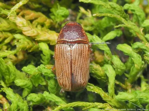 Furrow-necked Cryptocephalus - photo 7