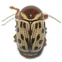 Cryptocephalus simulans - photo 2