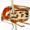 Cryptocephalus simulans - photo 3