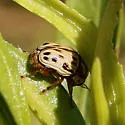Cryptocephalus simulans - photo 4