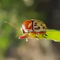 Cryptocephalus simulans - photo 5
