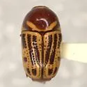 Cryptocephalus snowi - Cryptocephalus snowi