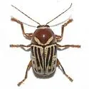 Cryptocephalus snowi - photo 2