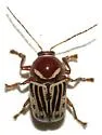 Cryptocephalus snowi - photo 3