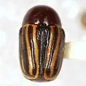 Cryptocephalus spurcus - Cryptocephalus spurcus