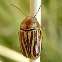 Cryptocephalus spurcus - photo 2