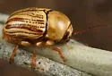 Cryptocephalus spurcus - photo 3