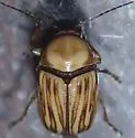 Cryptocephalus spurcus - photo 4