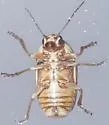Cryptocephalus spurcus - photo 5