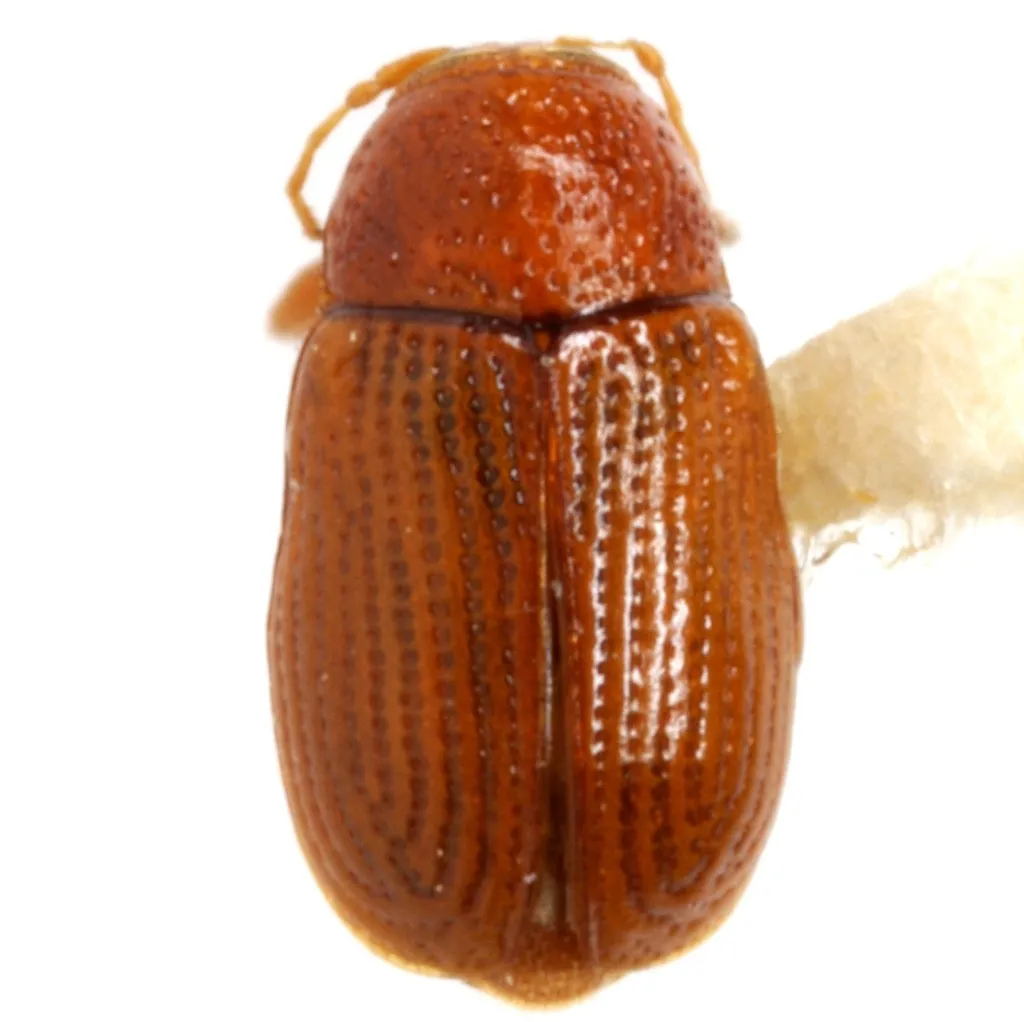 Cryptocephalus striatulus - photo 2