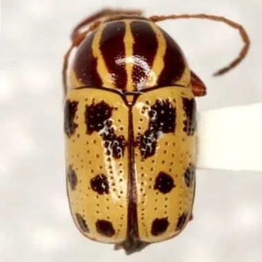 Cryptocephalus texanus - photo 2