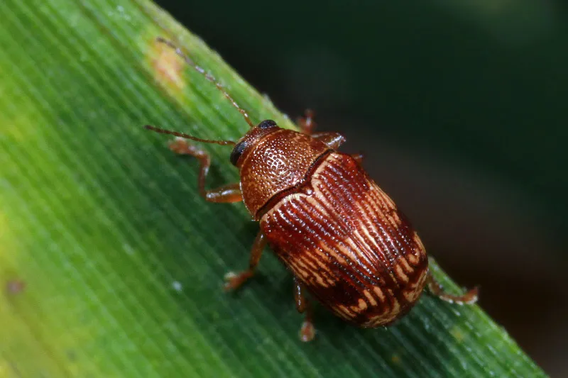 Cryptocephalus tinctus - photo 2