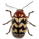 Cryptocephalus triundulatus - Cryptocephalus triundulatus