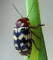 Cryptocephalus triundulatus - photo 2