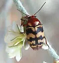 Cryptocephalus triundulatus - photo 3
