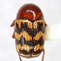Cryptocephalus triundulatus - photo 4
