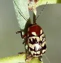 Cryptocephalus triundulatus - photo 5