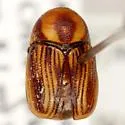 Cryptocephalus trivittatus - Cryptocephalus trivittatus