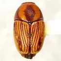 Cryptocephalus trivittatus - photo 2
