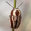Cryptocephalus trivittatus - photo 3