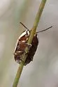 Cryptocephalus trivittatus - photo 4