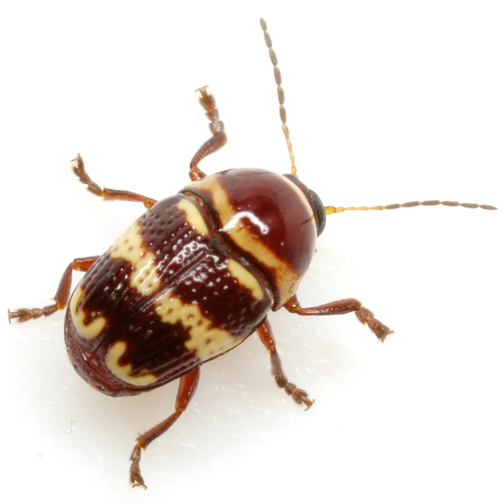 Cryptocephalus trizonatus - photo 2