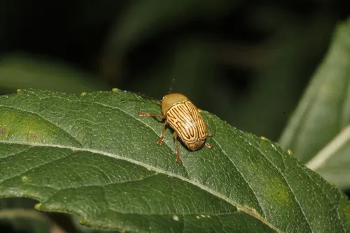Cryptocephalus umbonatus - Cryptocephalus umbonatus