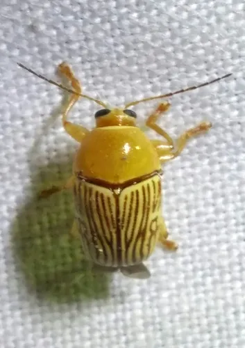 Cryptocephalus umbonatus - photo 2