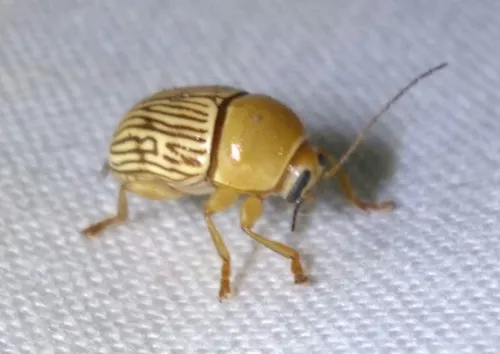 Cryptocephalus umbonatus - photo 3