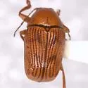 Cryptocephalus vapidus - Cryptocephalus vapidus