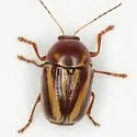 Cryptocephalus venustus - Cryptocephalus venustus