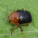 Cryptocephalus venustus - photo 2