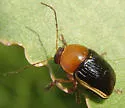 Cryptocephalus venustus - photo 3